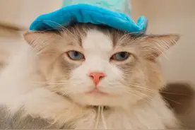 满脸开心的布偶小猫咪 瞬间治愈你图片