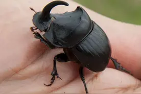 澳洲每年斥巨资进口中国屎壳郎！本地的没中国的靠谱图片