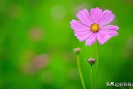 投入感情很深，爱得无法自拔，容易迷失自我的四个星座图片