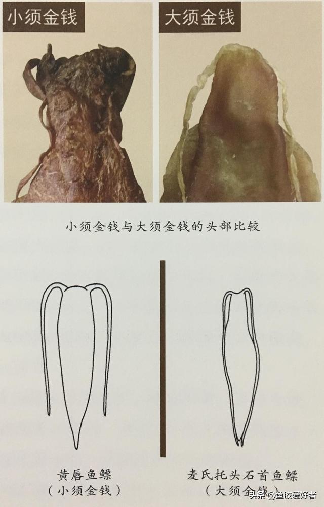 上等花胶图片 2026年上等花胶用什么鱼做的