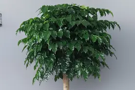 盆栽幸福树想从小苗长成大苗，只要掌握这2步，2年就能长大好几倍图片
