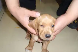 古代没狂犬疫苗，被狗咬了怎么办？古人有一土办法，使用了千年图片