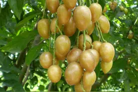 黄皮果树的管理技术都在这里，轻松简单种好每一棵树图片