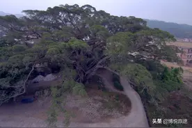 航拍广东：罗定加益大榕树图片