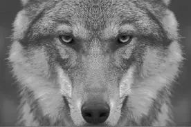 狗王传奇（三）图片