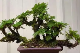 野外常见的5种植物，养在花盆里，就是漂亮的小盆栽图片