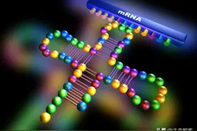 医药行业深度报告：mRNA 核心技术与投资价值分析图片