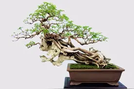 精辟：黄荆盆景造型，需体会“蟠扎骨架，修剪成型”图片