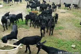 农民养羊，养成这样的一种习惯，能节省不少成本图片