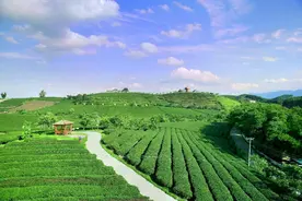 中国农垦品牌故事 | 岳父的茶瘾——广西农垦“大明山”茶的故事图片