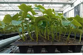 露地黄瓜定植前幼苗叶薄，秆细，根弱？做好这5点，调整幼苗长势图片