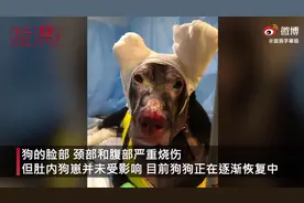 公寓起火怀孕狗狗不离不弃唤醒主人，自己窒息倒在火中浑身烧伤图片