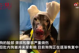 公寓起火怀孕狗狗不离不弃唤醒主人，自己窒息倒在火中浑身烧伤图片