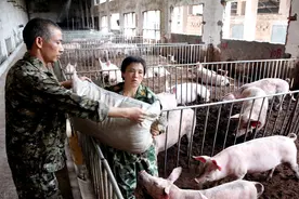 各地养猪补贴新政来袭，另一方面环保升级施压，养猪户两难图片