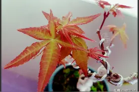 杂木类盆景高成活率嫁接技巧——腹接法，不浪费素材，轻松易掌握图片