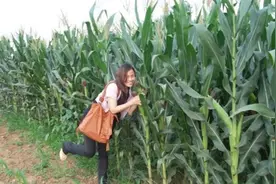 玉米上这种黑乎乎的东西，珍贵的“天然黑松露”？看到别扔了图片