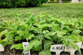 【FENG福利】快来世界花卉大观园领养你的植物啦~图片