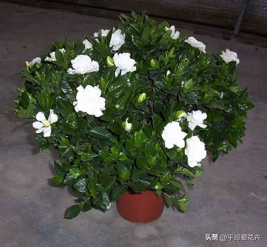 栀子花掉蕾、叶片发黄咋回事？学会这“3点”细节，轻松开花爆盆