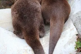 看看动物世界甜蜜的爱情图片