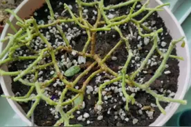 进入春季后6种花要“剃头”，选对时间下剪刀，很快就枝繁叶茂了图片