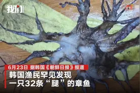 韩国渔民发现32腿章鱼，专家：当它一条腿被切断时，会长出新腿，或遭辐射变异图片