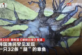 韩国渔民发现32腿章鱼，专家：当它一条腿被切断时，会长出新腿，或遭辐射变异图片