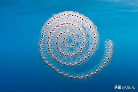 如此广阔的海洋里都有些什么呢？今天带大家一起来看看二图片