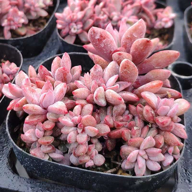 多肉植物品种大全多肉荷花(多肉植物图片 品种)-措必培