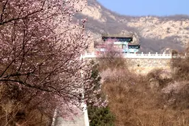 京西“小十八盘”山桃花开正当时图片