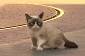 宠物不听话？电下就老实了图片