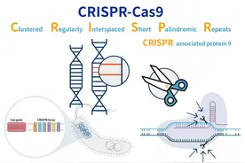 CRISPR全球专利布局解析图片