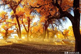 内蒙古-额济纳：三千年的守候，只为与你相遇图片