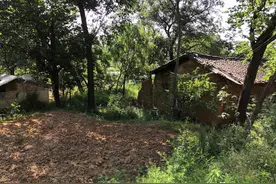 秦岭探村，发现了一个环境特别好的闲置房，院落里植满了各种果树图片