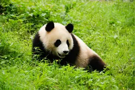 自己开车去九寨沟，竟然有5条路线？最后2条即将成为网红玩法图片