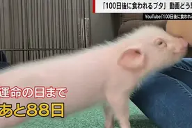 日本“100天后会被吃掉的宠物猪”迎大结局，真就这样被吃掉了？图片