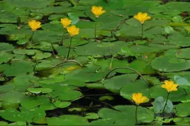 水中一种“浮萍”，捞回家种盆里，开花才知身价，原来是“名花”图片