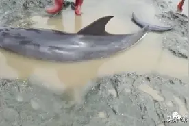钦州三娘湾一海豚搁浅，被救后迟迟不愿离去图片