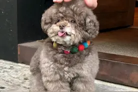 泰迪舔你，原来有这些好处，不要再嫌弃它了图片