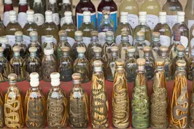 毒蛇泡酒一年还咬人。难道蛇懂长寿秘诀？蛇：谁叫你人懒图片