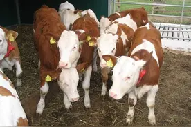 牛感冒不知道这些？别再养牛了图片