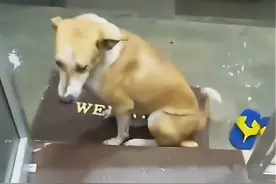 流浪狗避雨，店主邀请它进来，狗狗却很“犹豫”，雨小了就走图片