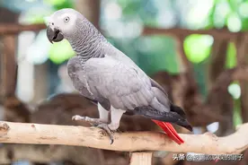 模仿人语世界闻名的鹦鹉，非洲灰鹦鹉性价比最高，你对它了解吗？图片