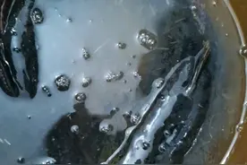 水库干涸，有人捡到两条“黑壳怪鱼”，一公斤一条，能吃吗？图片