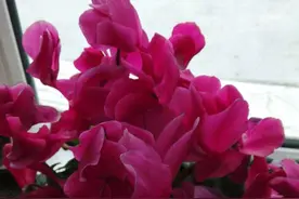 一花一世界图片