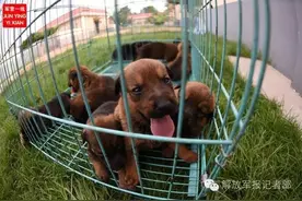 最特殊的战斗员——军犬，你想知道的都在这里！图片