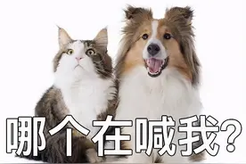 四川人各年龄段给猫猫狗狗取名风格图鉴图片
