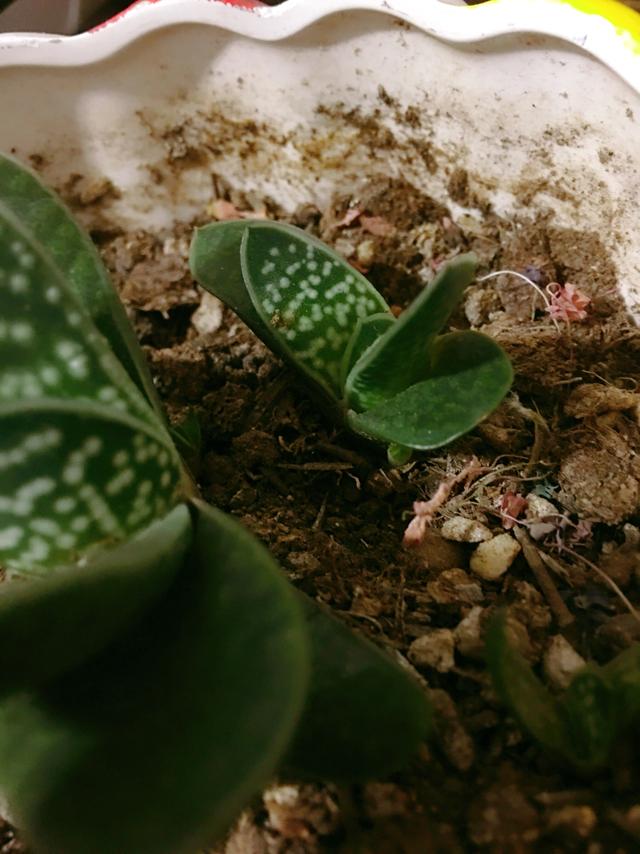 多肉植物元宝花语(多肉植物白凤的花语)-措必培