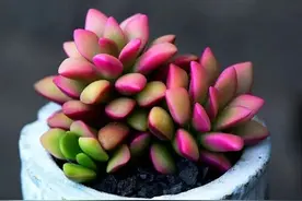 喜欢多肉的你，怎么能错过娇羞玲珑、叶色斑斓的吹雪之松锦？图片