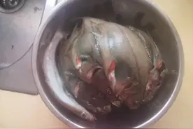 威海人常吃的杂鱼之偏口鱼图片