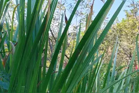 羊涨肚子，记住这个小妙方养羊不费心图片